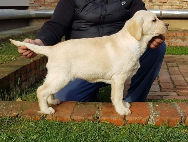 Labrador retriver stenci
