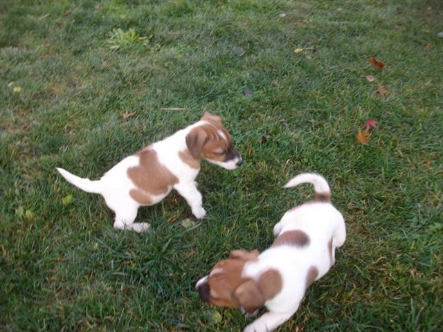 Jack-Russell-Terrier