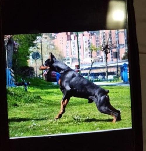 Doberman--stenci-