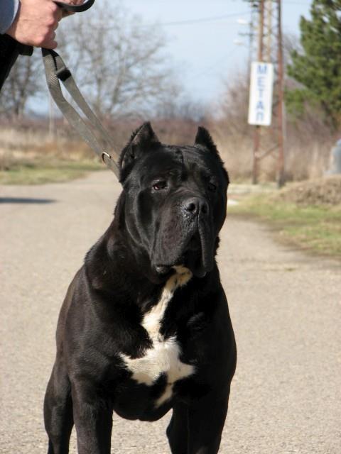 Cane-corso-slobodan-za-parenje