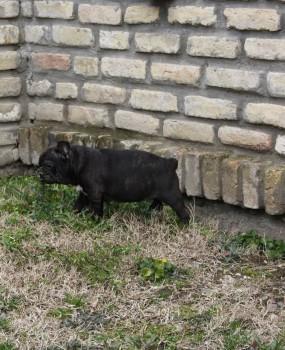 Francuski-buldog-štenci