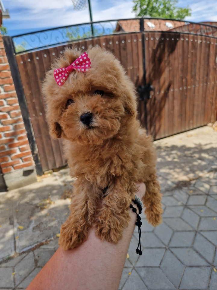 TOY-PUDLE