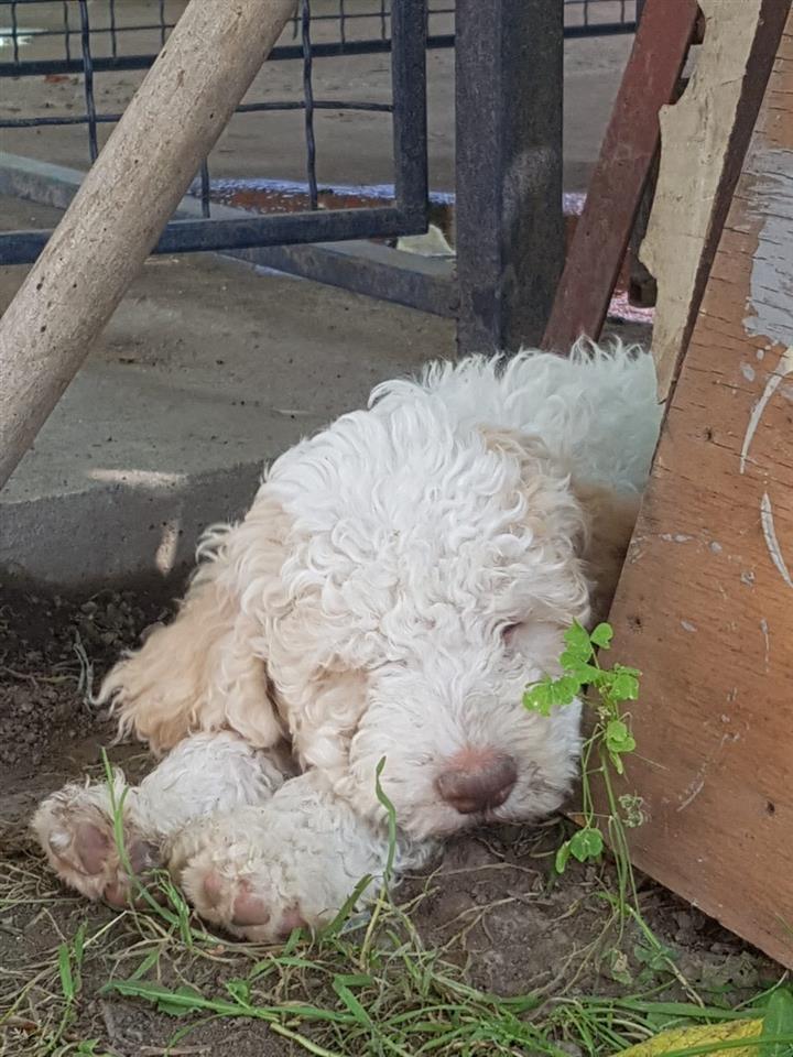 Lagotto-romagnolo-štenci