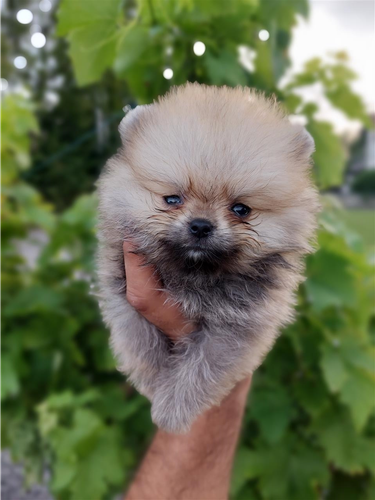 Pomeranci