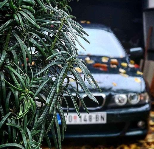 BMW 525D