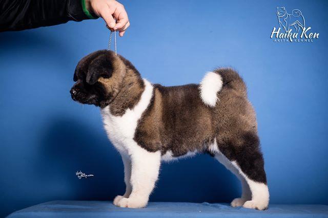 Americka-akita