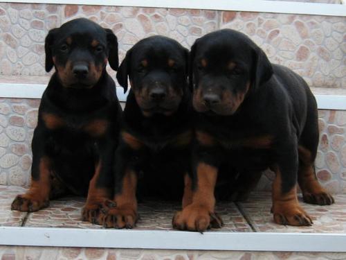 Doberman-stenad