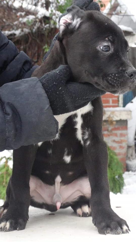 Na-prodaju-Cane-Corso