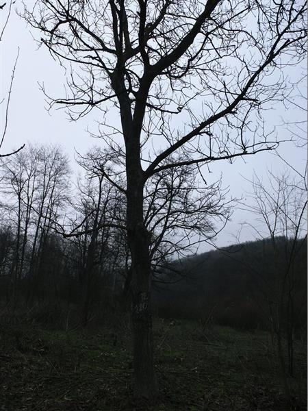 Orahova-stabla