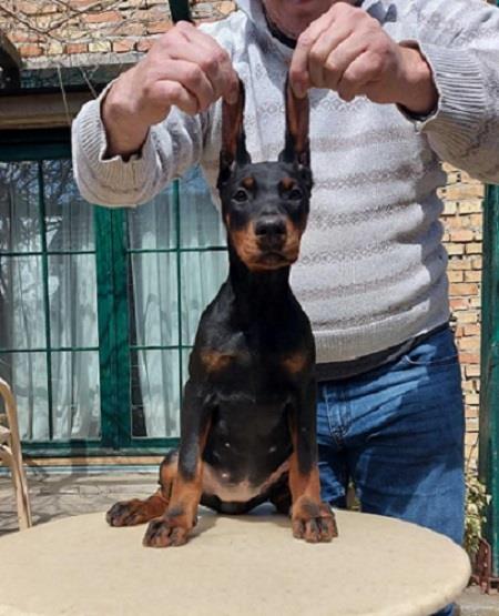 Doberman-štenci--