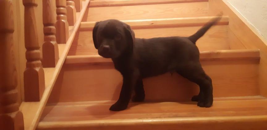 Štenci-Labrador-retrivera-