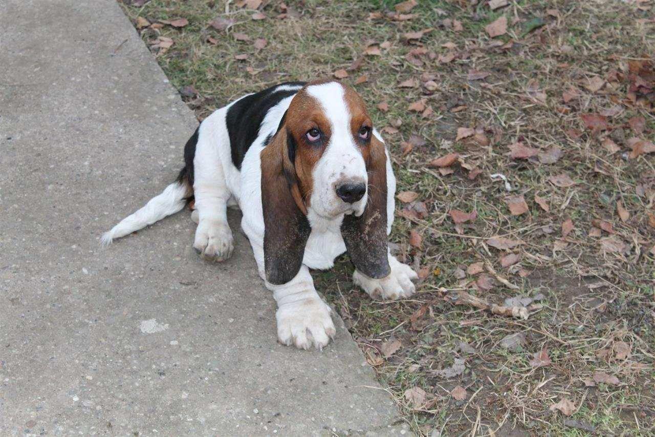 Basset-Hound---baset-