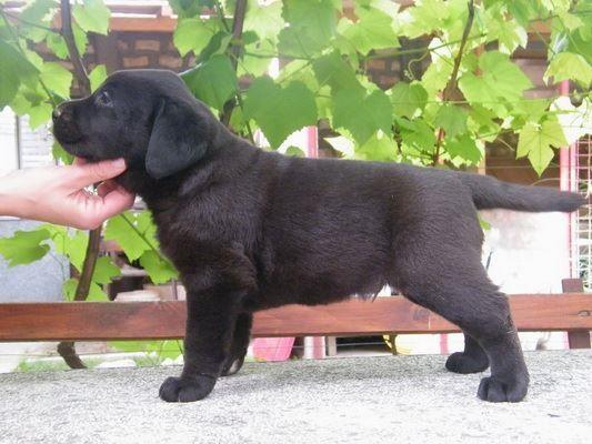 LABRADOR-RETRIVER-STENAD
