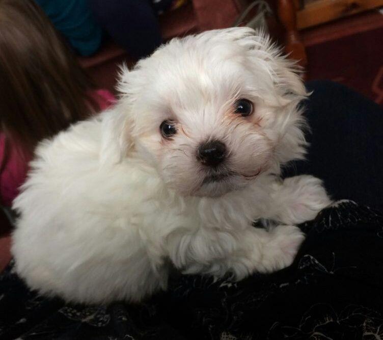 Prekrasna-Cuddly-MALTESE-TERRIER