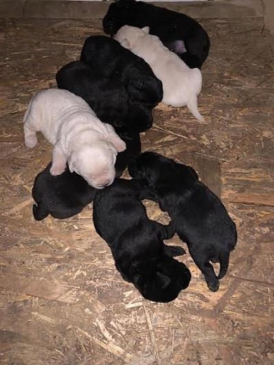 Labrador-retriver