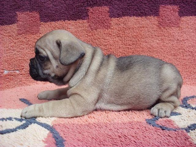 Francuski buldog, štenad