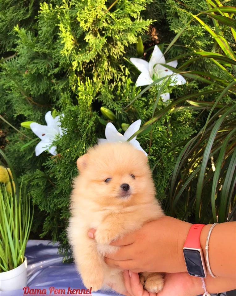 Pomeranac