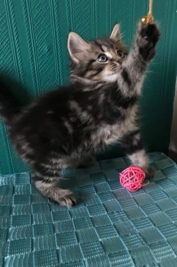 Maine-coon