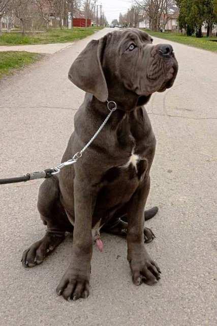 Cane-Corso-štenci