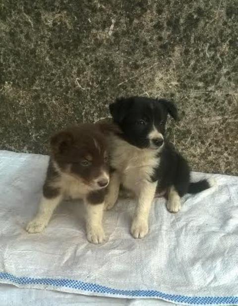 Border-Collie-