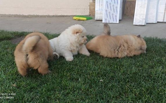 Chow-Chow-stenci