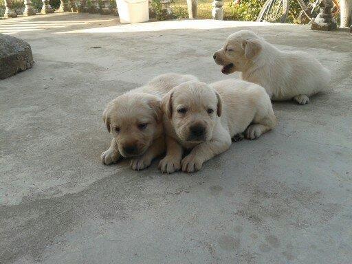 Stenci labradora