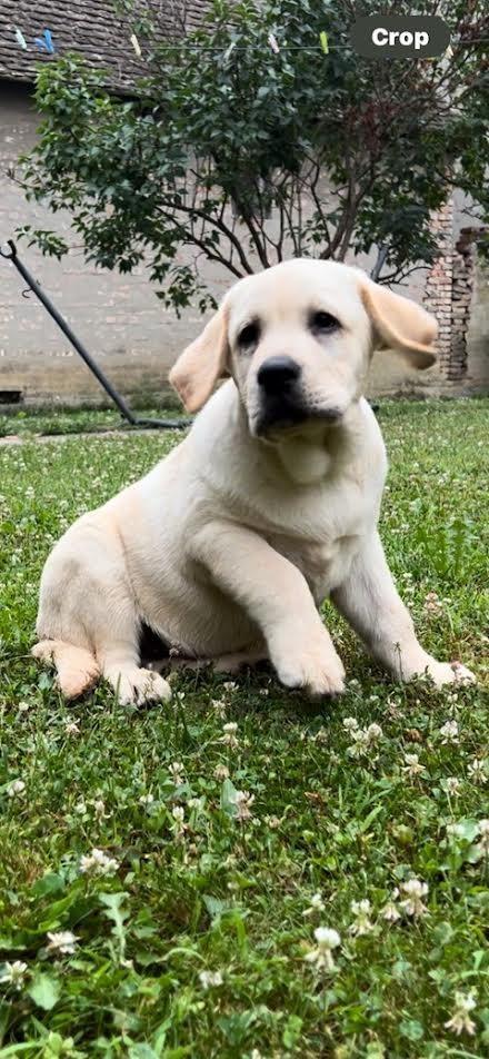 Labrador-retriver