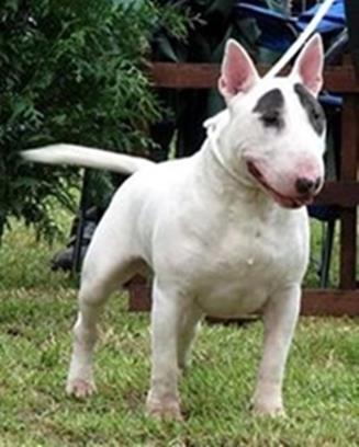 Bull Terrier štenci 