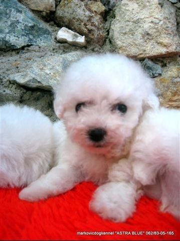 Bichon-Frise---Kovrdzavi-Bison