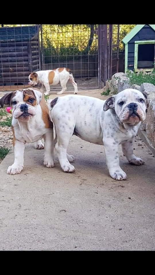 Engleski-buldog-štenci-