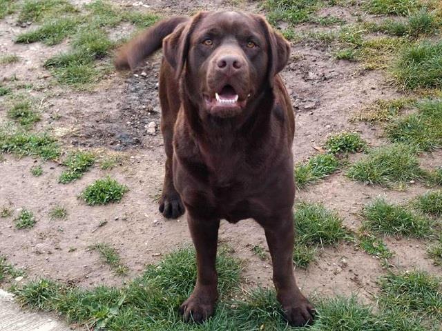 Labrador-retriver