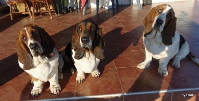 Basset-Hound---Baset-stenad