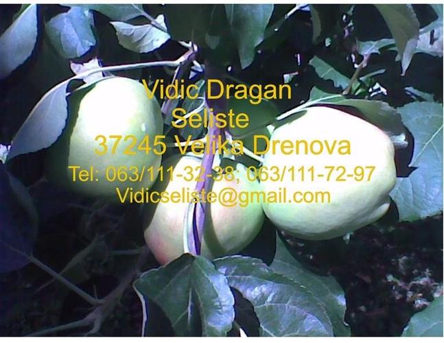 Sadnice starih sorti voca