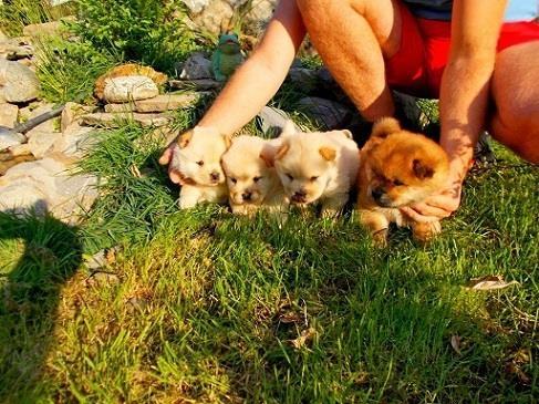 Chow-chow-cau-cau-stenad