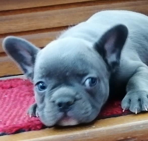 Francuski-buldog-štenci