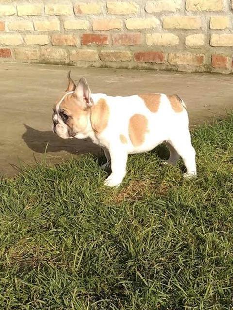 Francuski-buldog-štenci-