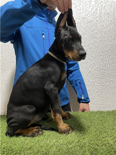 Zenkice dobermana