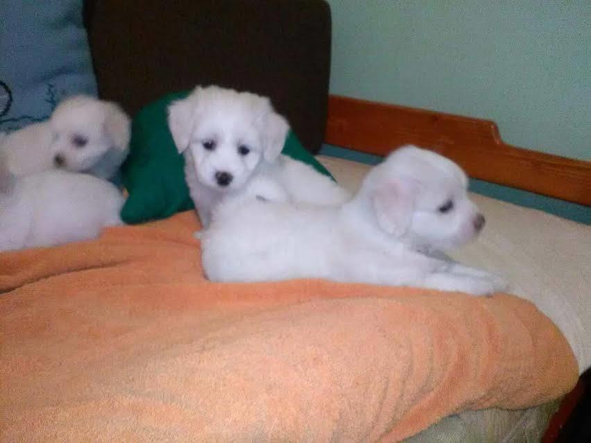 Coton-de-tulear