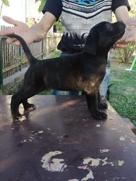 Cane-corso-stenci
