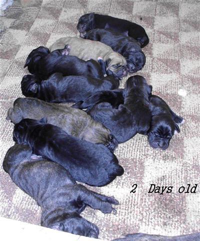 Cane-Corso-stenad