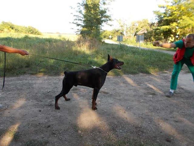 DOBERMANE-od-11-meseci