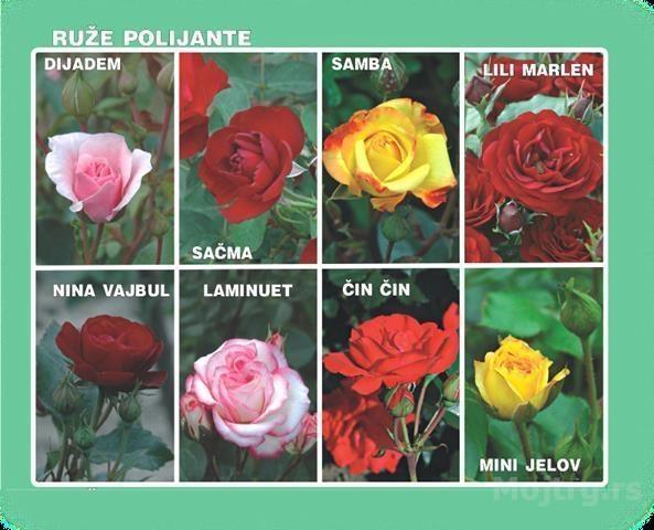 Ruze-Stablasice