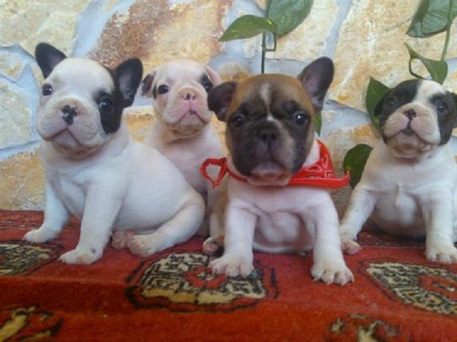 Francuski buldog