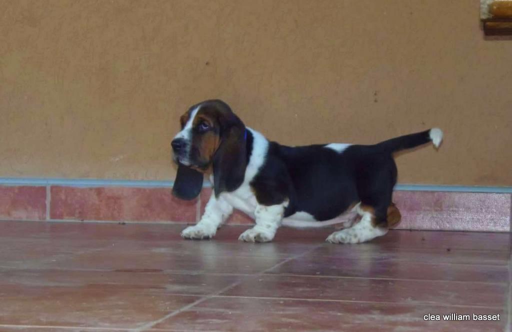Basset-Hound---baset-