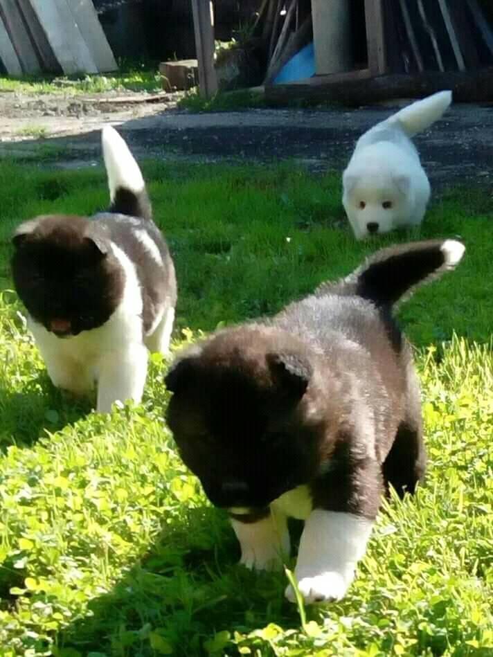 Američka-akita-štenci
