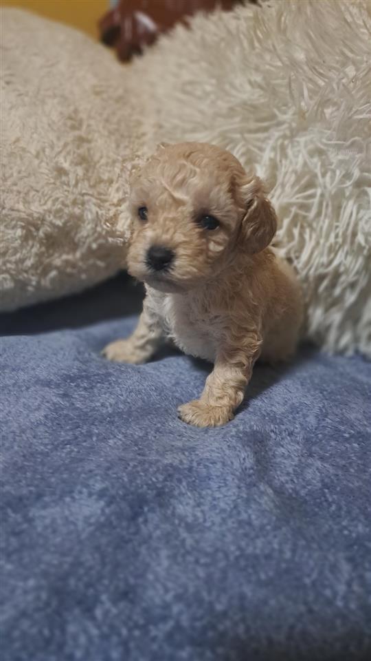 Toy-Pudla