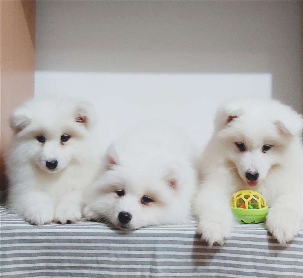 Samojed