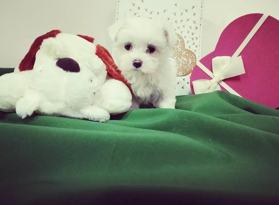 Maltezer