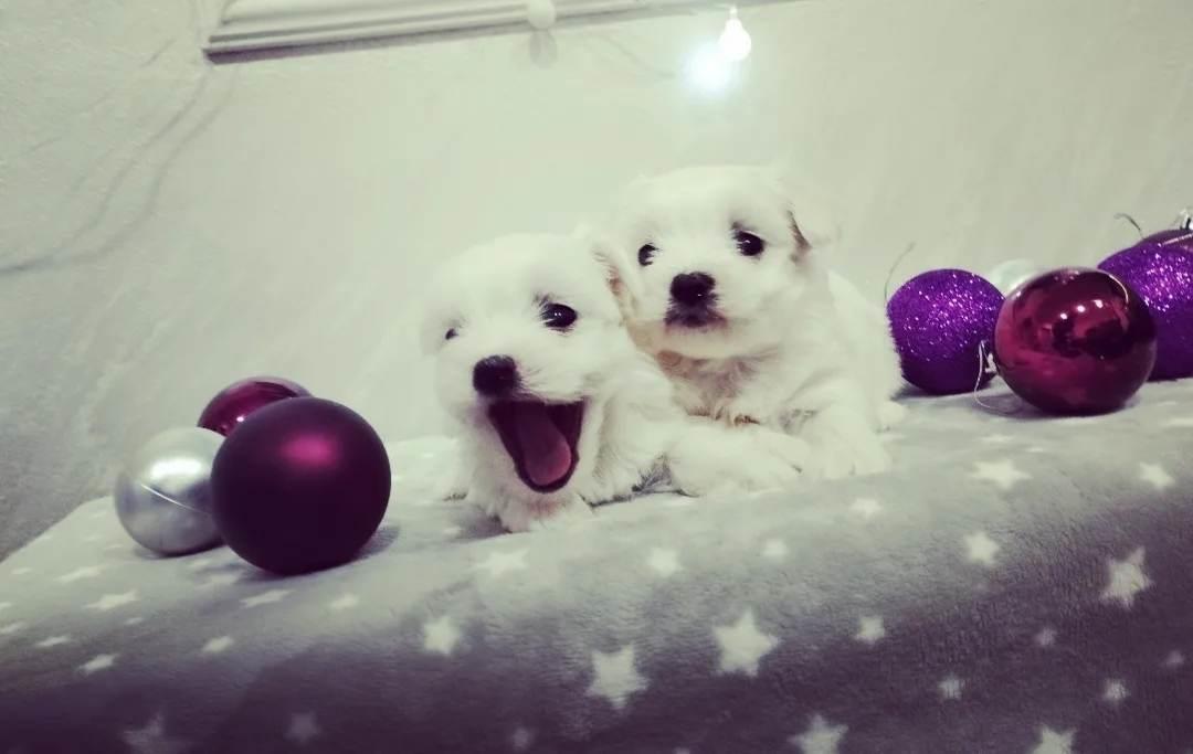 Maltezer-mini-tipa