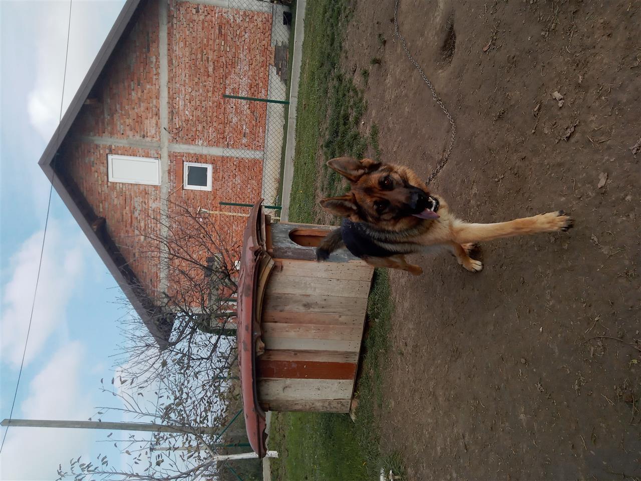 Poklanjam